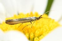 Coleophora