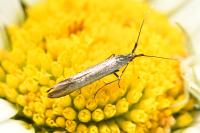 Coleophora