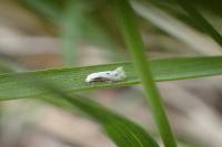 Elachista biatomella