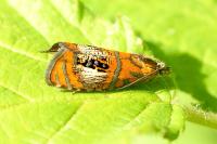 Olethreutes arcuella