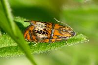 Olethreutes arcuella