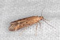 Metzneria
