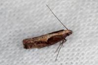 Acrolepiopsis vesperella
