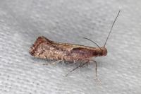 Acrolepiopsis vesperella