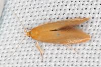 Crassa tinctella