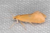 Crassa tinctella