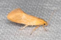 Crassa tinctella