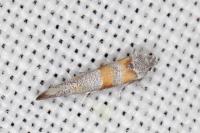 Cedestis gysseleniella