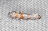Cedestis gysseleniella