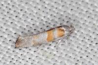 Cedestis gysseleniella