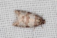 Isotrias