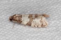 Isotrias