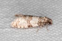 Isotrias