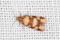 Aethes tesserana
