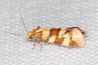 Aethes tesserana