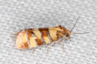 Aethes tesserana