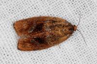Ptycholoma lecheana