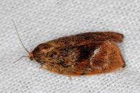 Ptycholoma lecheana