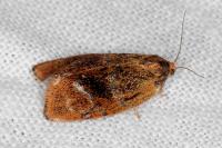Ptycholoma lecheana