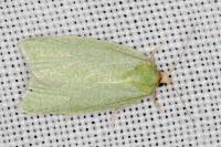 Tortrix viridana