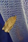 Choristoneura hebenstreitella