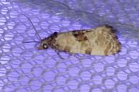Neocochylis molliculana