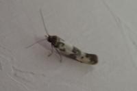 Enolmis acanthella