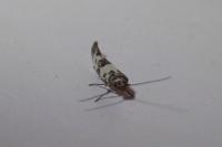 Enolmis acanthella