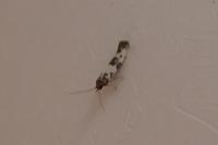 Enolmis acanthella