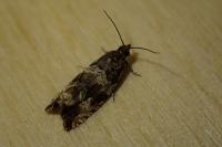 Celypha cespitana