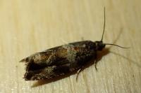 Celypha cespitana