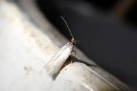 Opostega salaciella