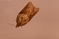 Acleris hastiana