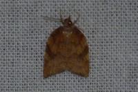 Acleris rhombana