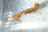 Caloptilia stigmatella