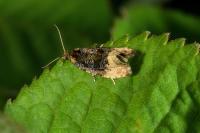 Hedya ochroleucana