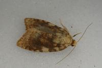 Aleimma loeflingiana
