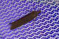 Neofaculta ericetella