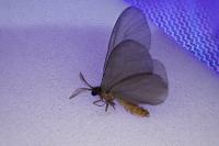 Sterrhopterix fusca