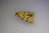 Agapeta hamana