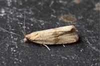 Celypha striana
