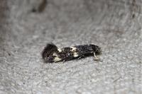 Elachista atricomella