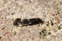 Elachista atricomella