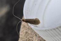 Nematopogon metaxella