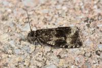Celypha lacunana