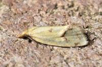 Agapeta hamana