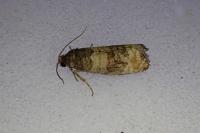 Piniphila bifasciana