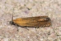 Lathronympha strigana
