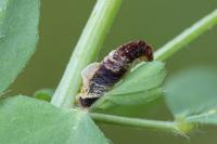Coleophora discordella