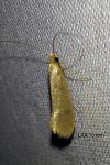 Nematopogon swammerdamella